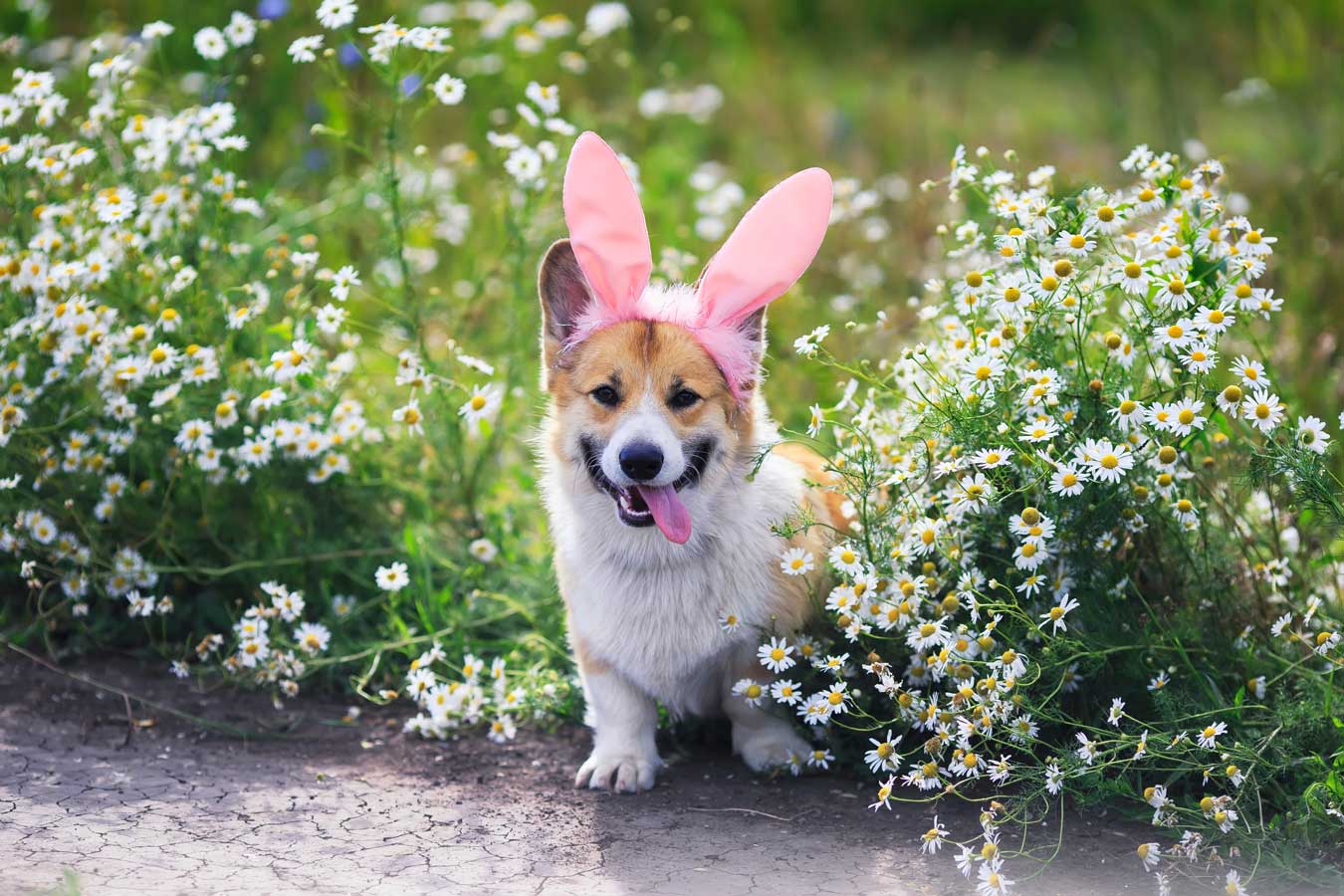 cute puppy dog red Corgi in Easter pink rabbit ears sits in a meadow surrounded by white chamomile flowers on a Sunny clear day