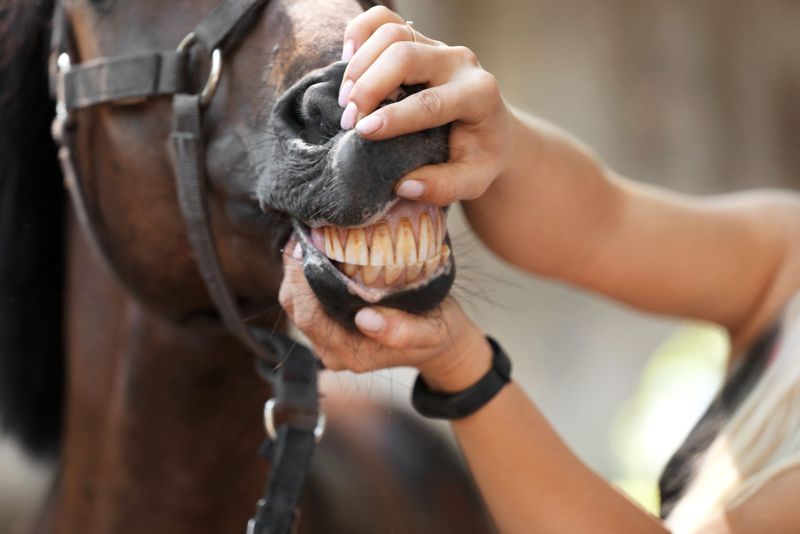 Veterinarian examining horse teeth on farm, closeup