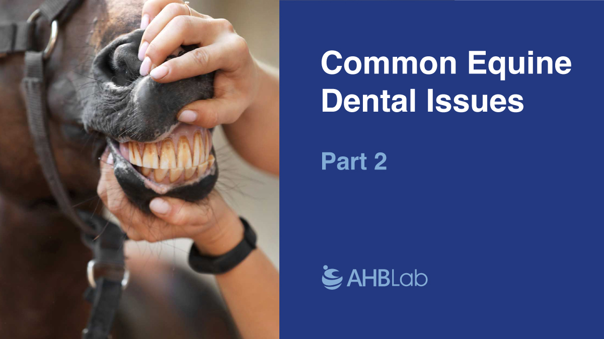 Common Equine Dental Issues Part 2