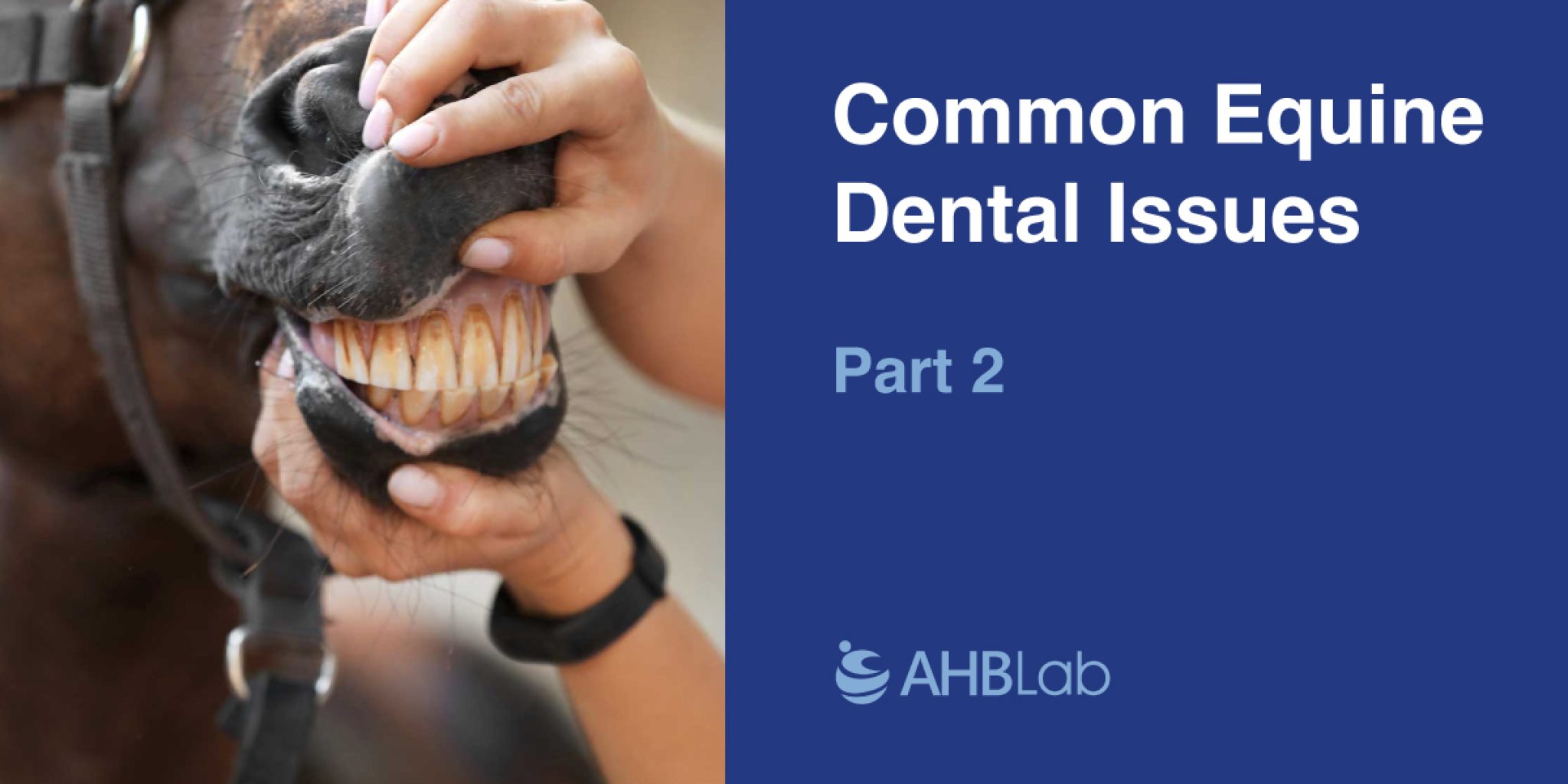 Common Equine Dental Issues Part 2